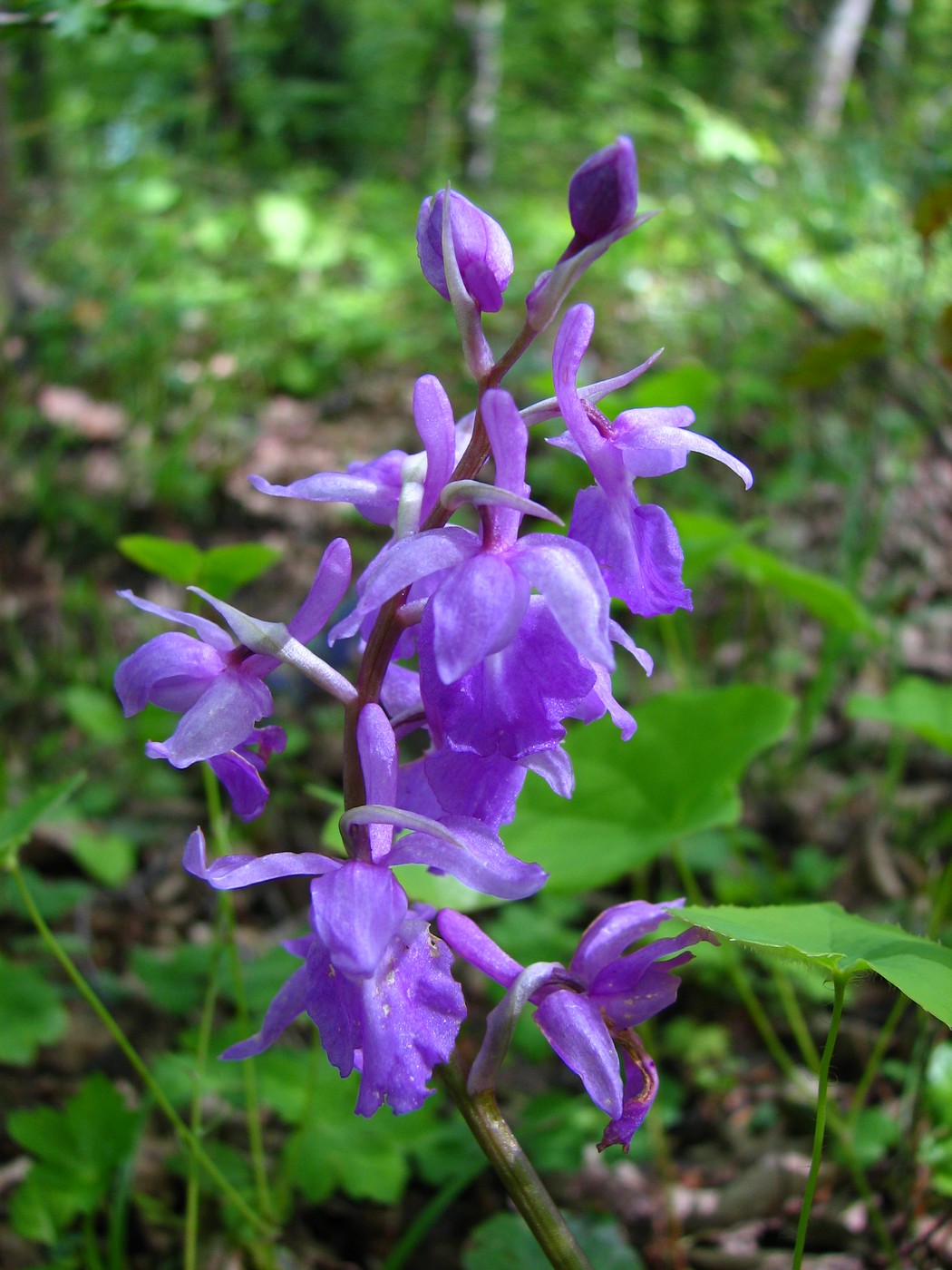 Изображение особи Orchis mascula.