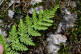 Woodsia caucasica