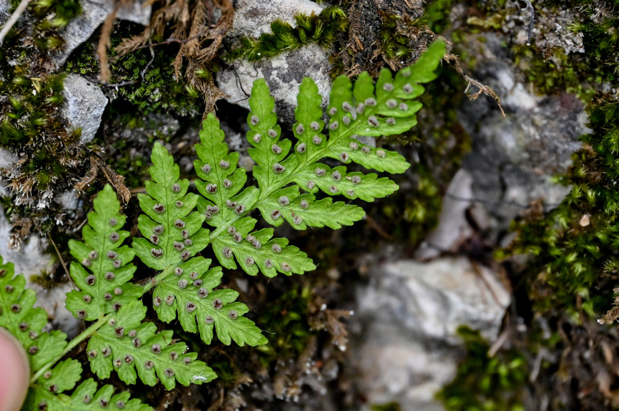 Image of Woodsia caucasica specimen.