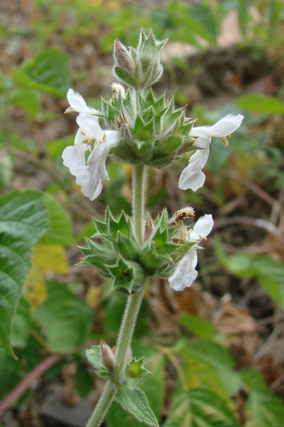 Image of Stachys hissarica specimen.