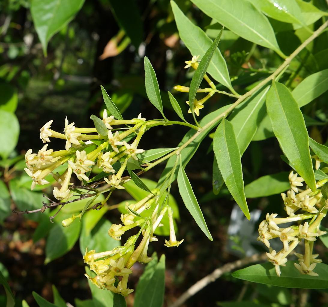 Image of Cestrum parqui specimen.