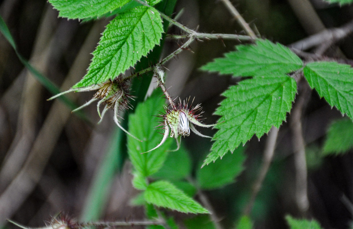 Изображение особи Rubus matsumuranus.