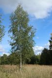 Betula pendula. Дерево на суходольном лугу. Псковская обл., Невельский р-н, окр. дер. Дубище, суходольный вейниковый луг. 18.09.2022.