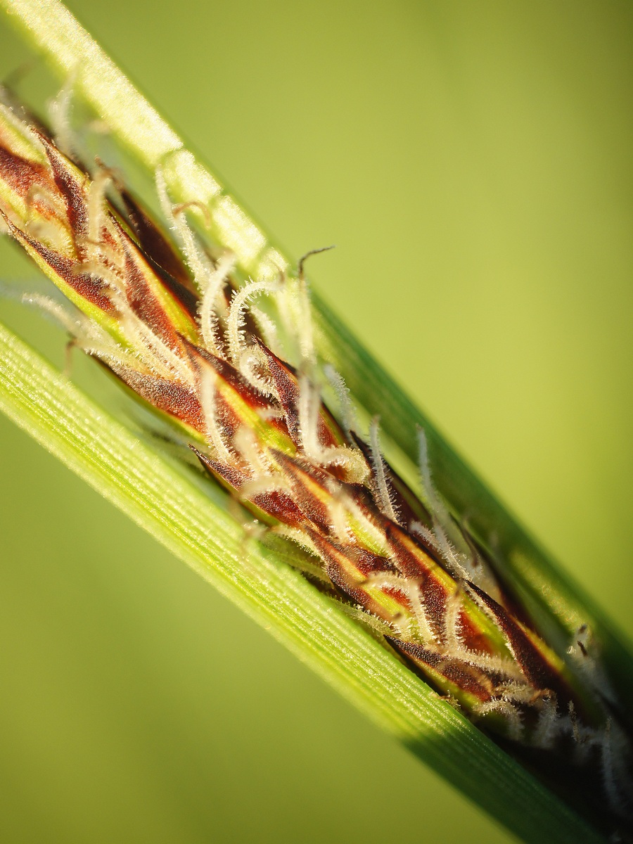 Image of Carex melanostachya specimen.