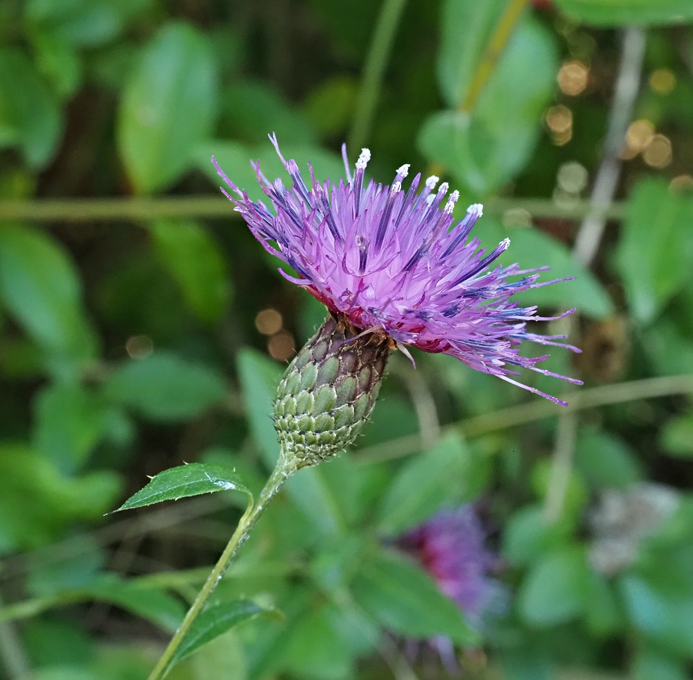 Image of Klasea quinquefolia specimen.