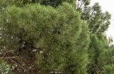 Pinus nigra