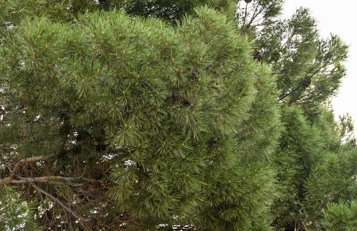 Image of Pinus nigra specimen.