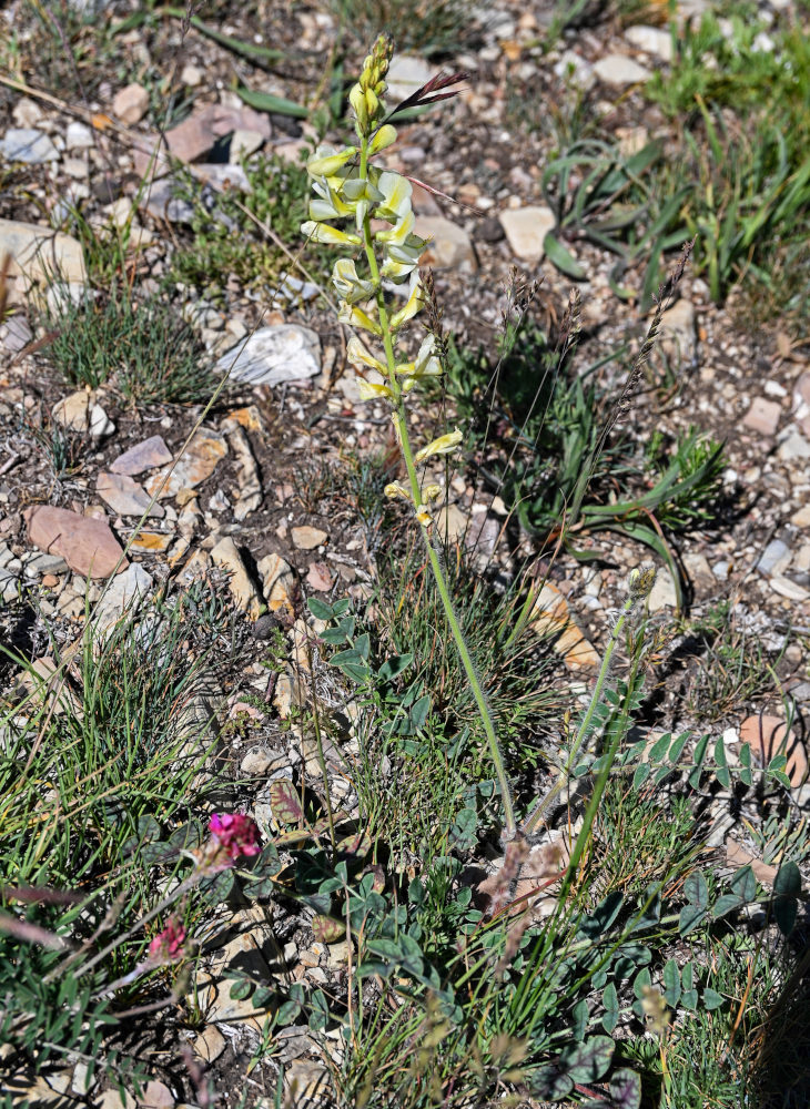 Image of Onobrychis radiata specimen.