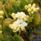 Kalanchoe blossfeldiana