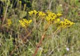 Patrinia scabiosifolia. Верхушка побега с соплодием и кормящимся(?) насекомым. Приморский край, Уссурийский ГО, окр. с. Монакино, поляна на небольшой сопке. 09.09.2021.