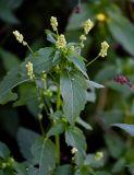 Mercurialis annua