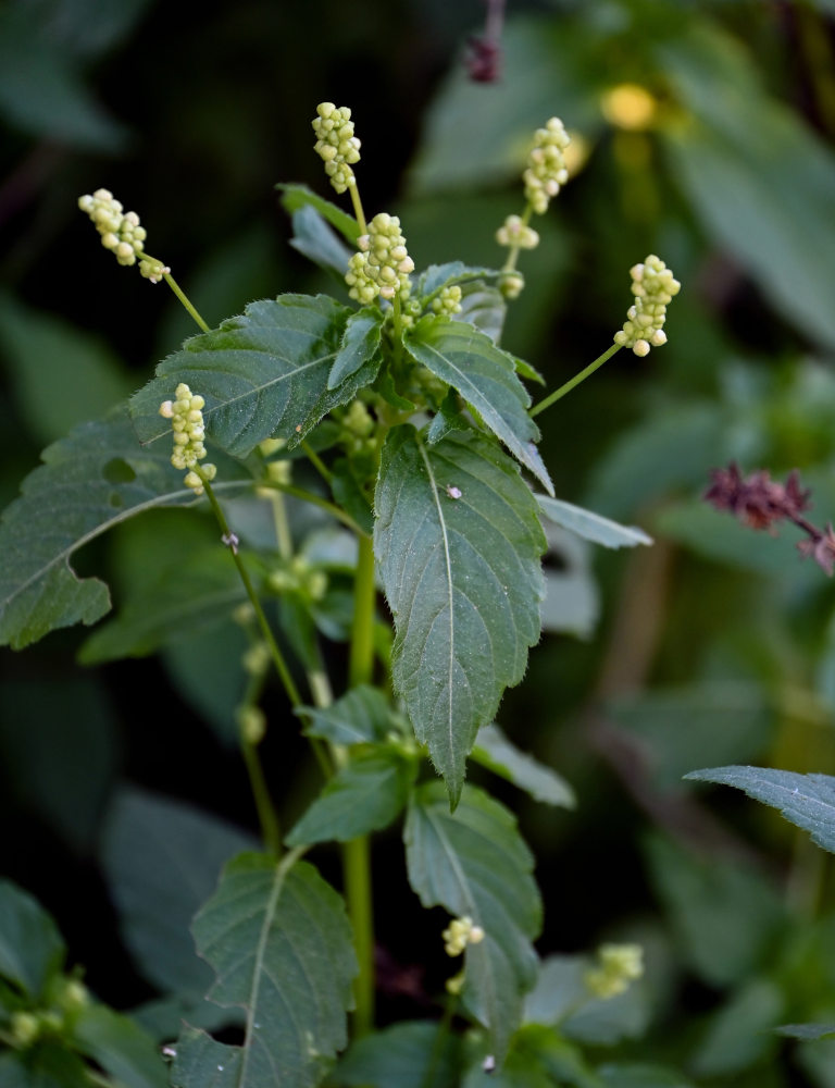 Изображение особи Mercurialis annua.