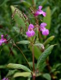 Impatiens glandulifera. Верхушка побега с соцветием и созревающими плодами. Сахалин, Корсаковский гор. округ, окр. с. Новиково, берег ручья. 15.08.2022.