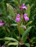 Impatiens glandulifera