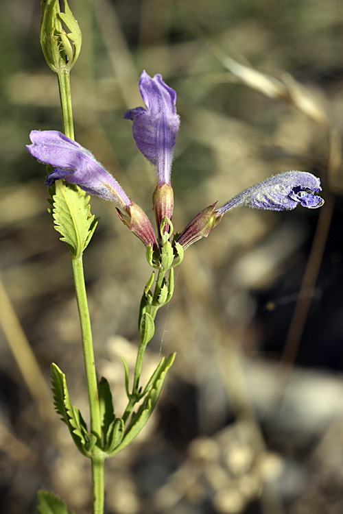 Изображение особи Dracocephalum diversifolium.