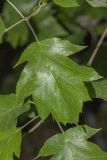 Sorbus torminalis. Лист. Крым, Бахчисарайский р-н, окр. пгт Куйбышево, лес на краю плато. 07.05.2023.