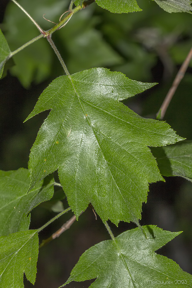 Image of Sorbus torminalis specimen.