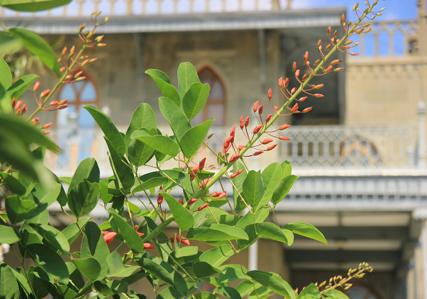 Изображение особи Erythrina crista-galli.