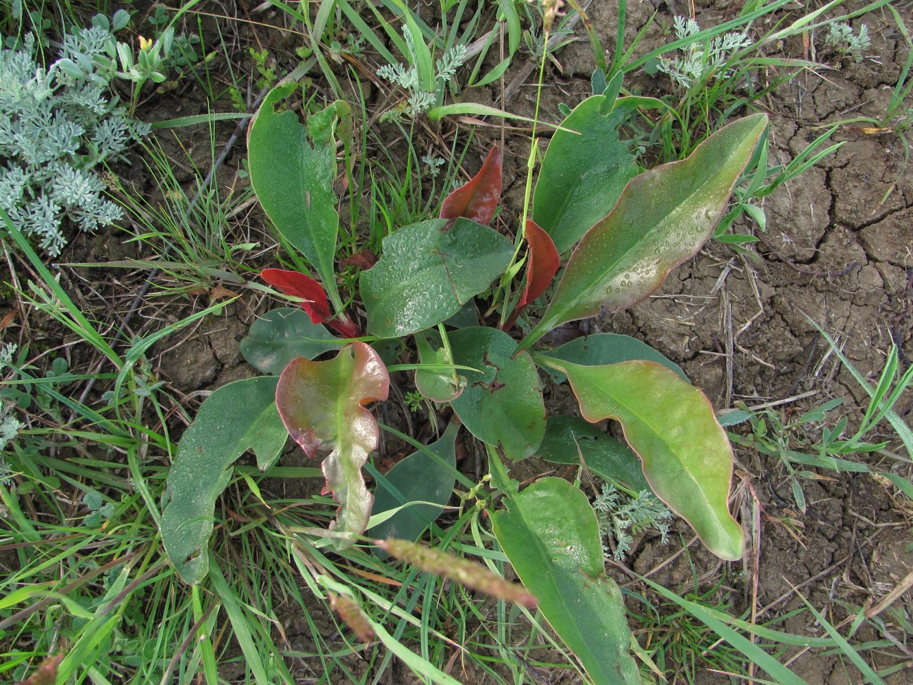 Image of Limonium scoparium specimen.