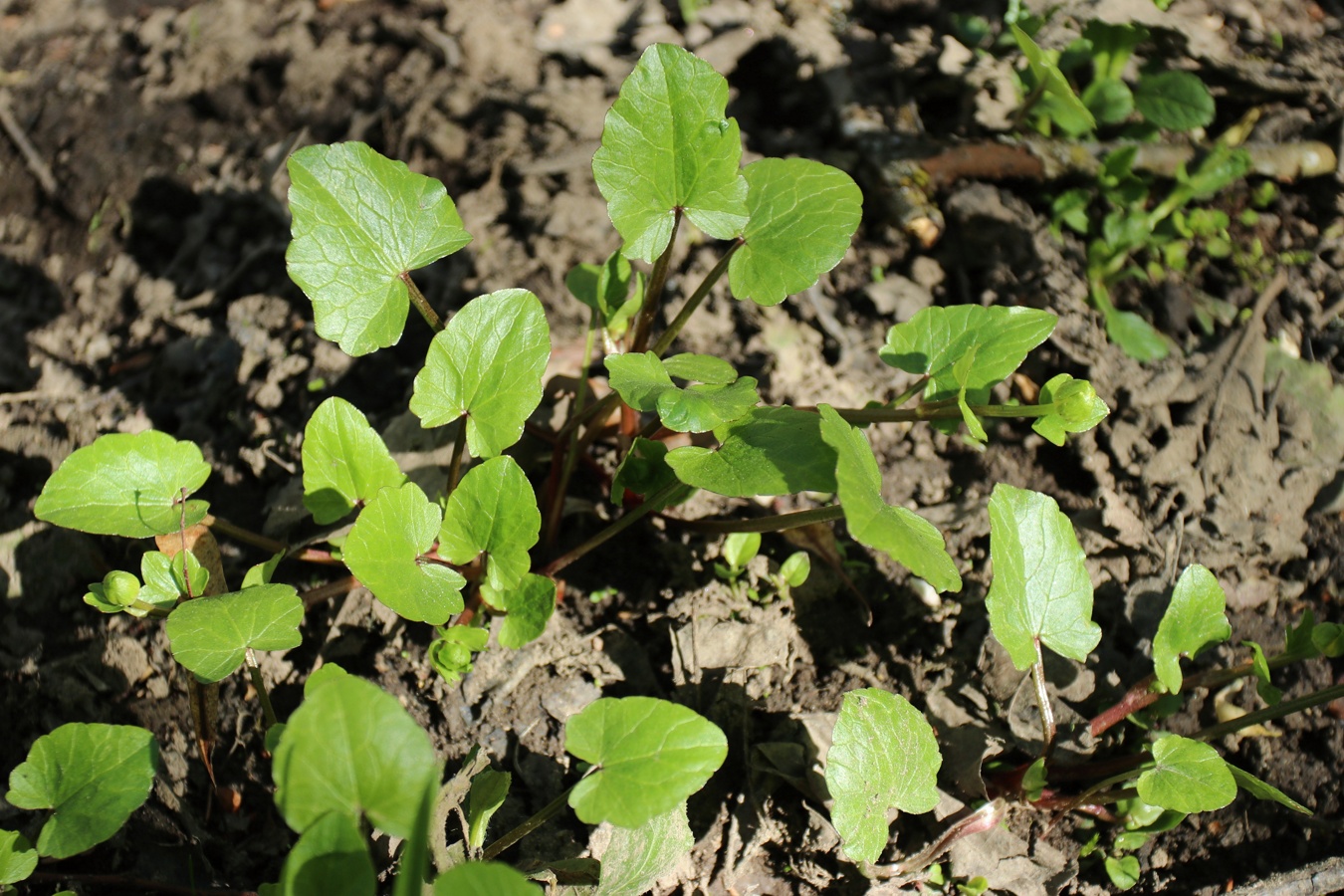 Image of Ficaria verna specimen.