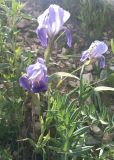 View full-size image Iris hoogiana
