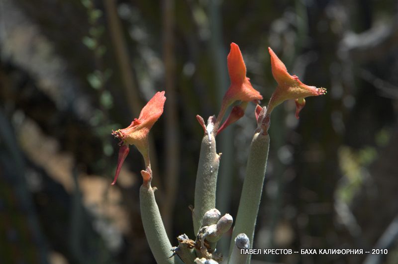 Изображение особи Euphorbia lomelii.