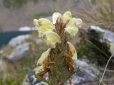 Pedicularis chroorrhyncha