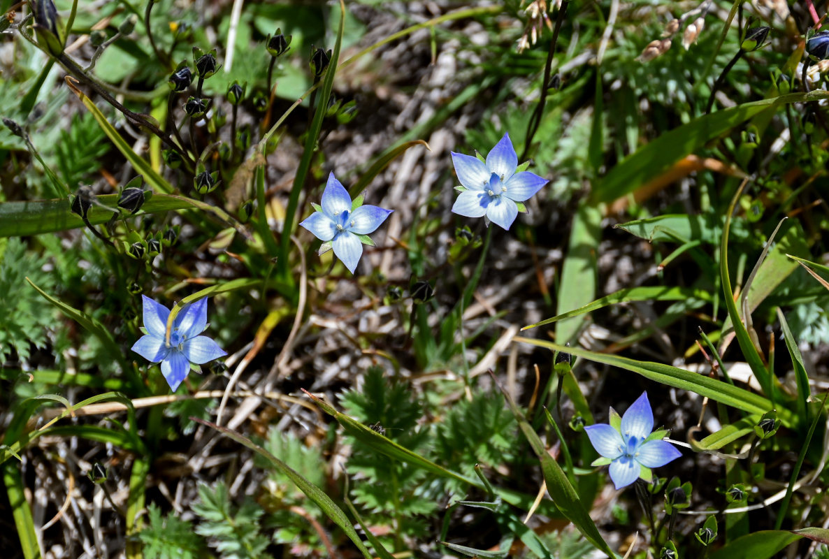 Image of Lomatogonium carinthiacum specimen.