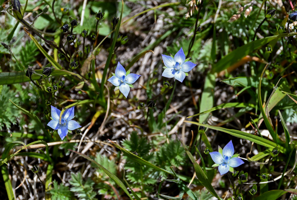 Изображение особи Lomatogonium carinthiacum.