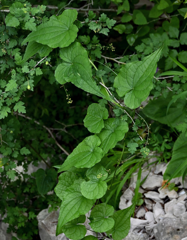 Image of Tamus communis specimen.
