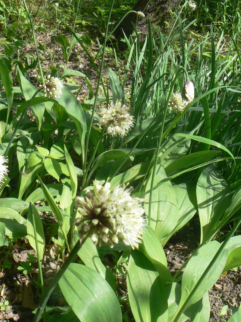 Image of Allium ochotense specimen.