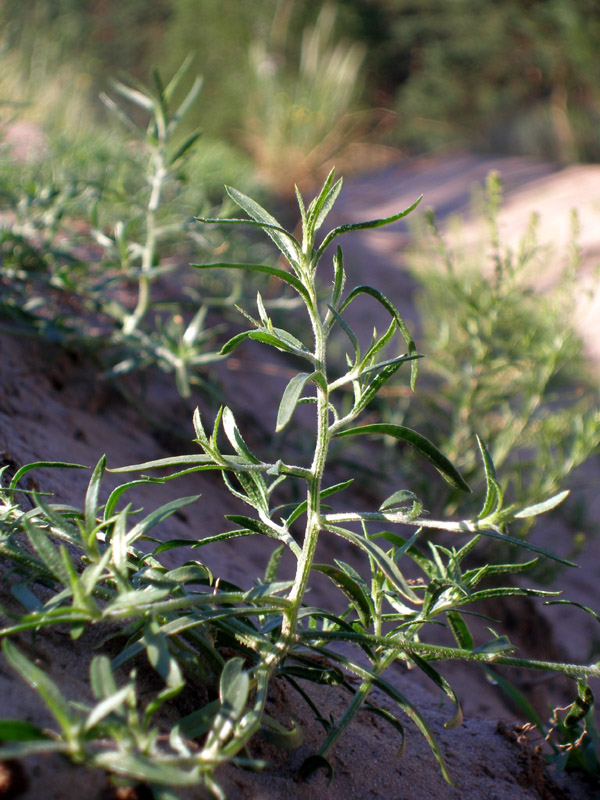 Image of Corispermum hyssopifolium specimen.