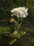 Daucus carota