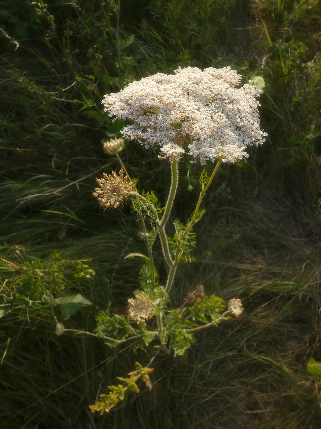 Image of Daucus carota specimen.