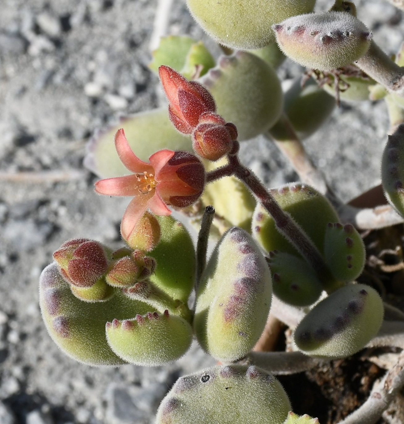 Изображение особи Cotyledon tomentosa.