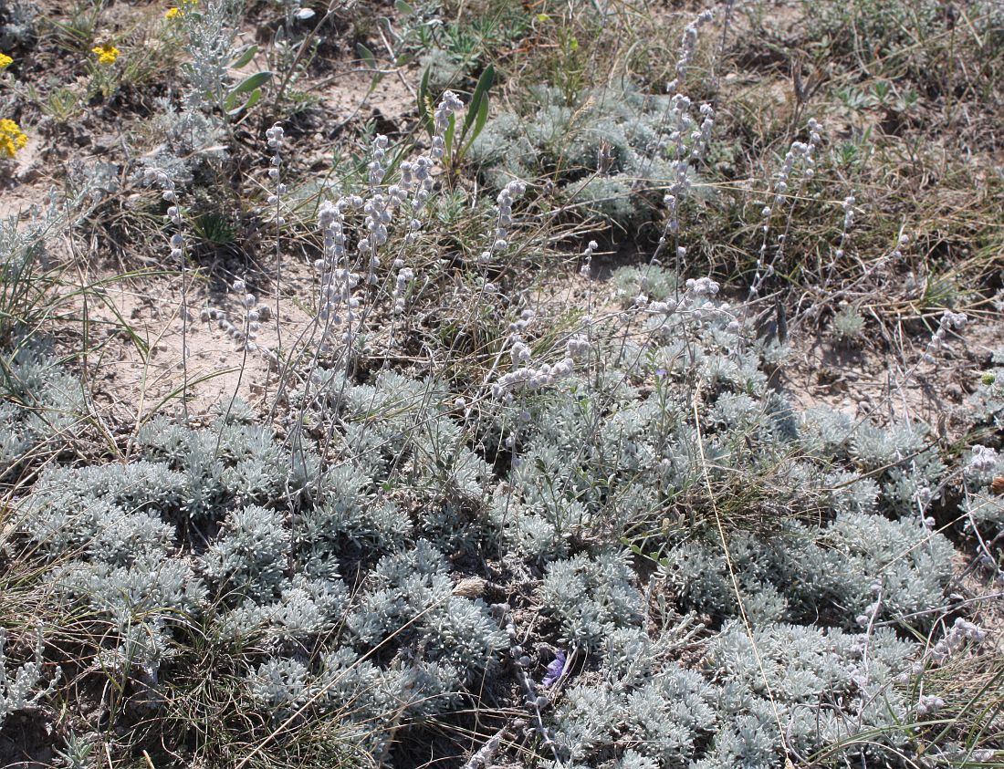 Изображение особи Artemisia caucasica.