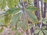 Aesculus flava. Лист, принимающий осеннюю окраску. Москва, филиал Ботсада МГУ \"Аптекарский огород\". 08.10.2023.