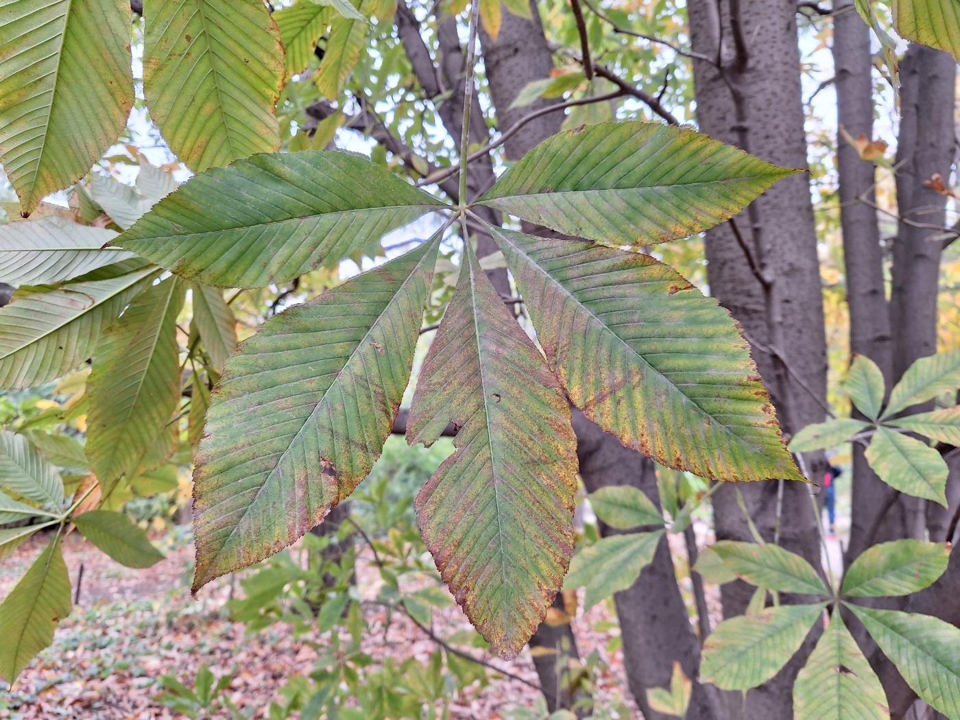 Image of Aesculus flava specimen.