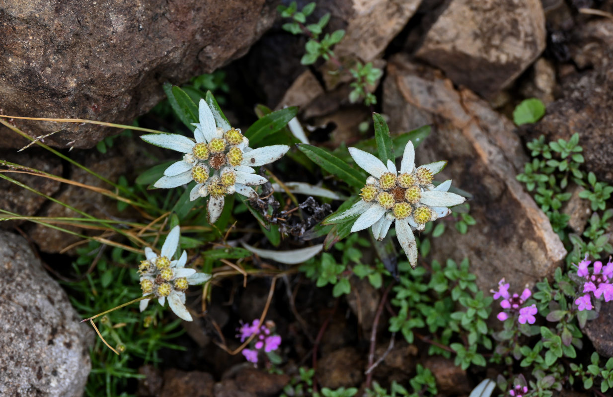 Image of Leontopodium discolor specimen.