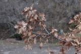 Quercus subspecies crispata