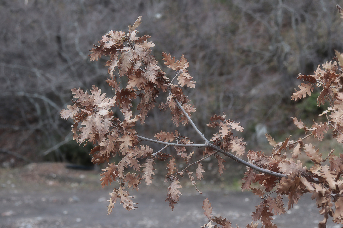 Image of Quercus pubescens ssp. crispata specimen.