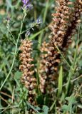 Orobanche grenieri