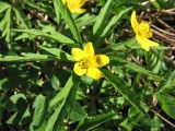 Anemone ranunculoides