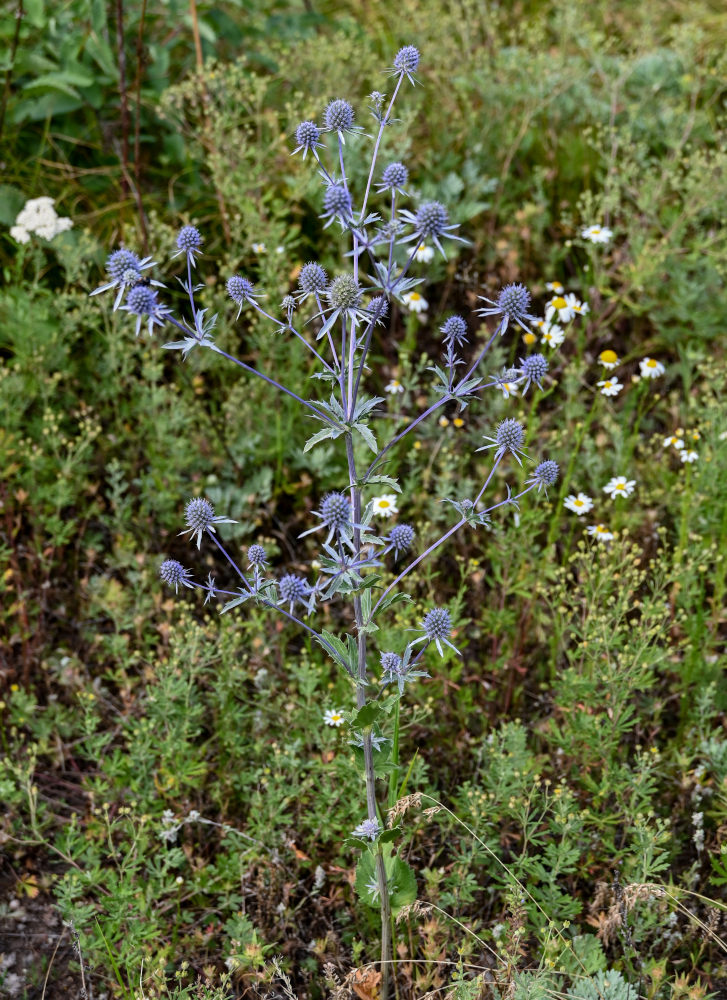 Изображение особи Eryngium planum.