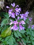 Cardamine quinquefolia