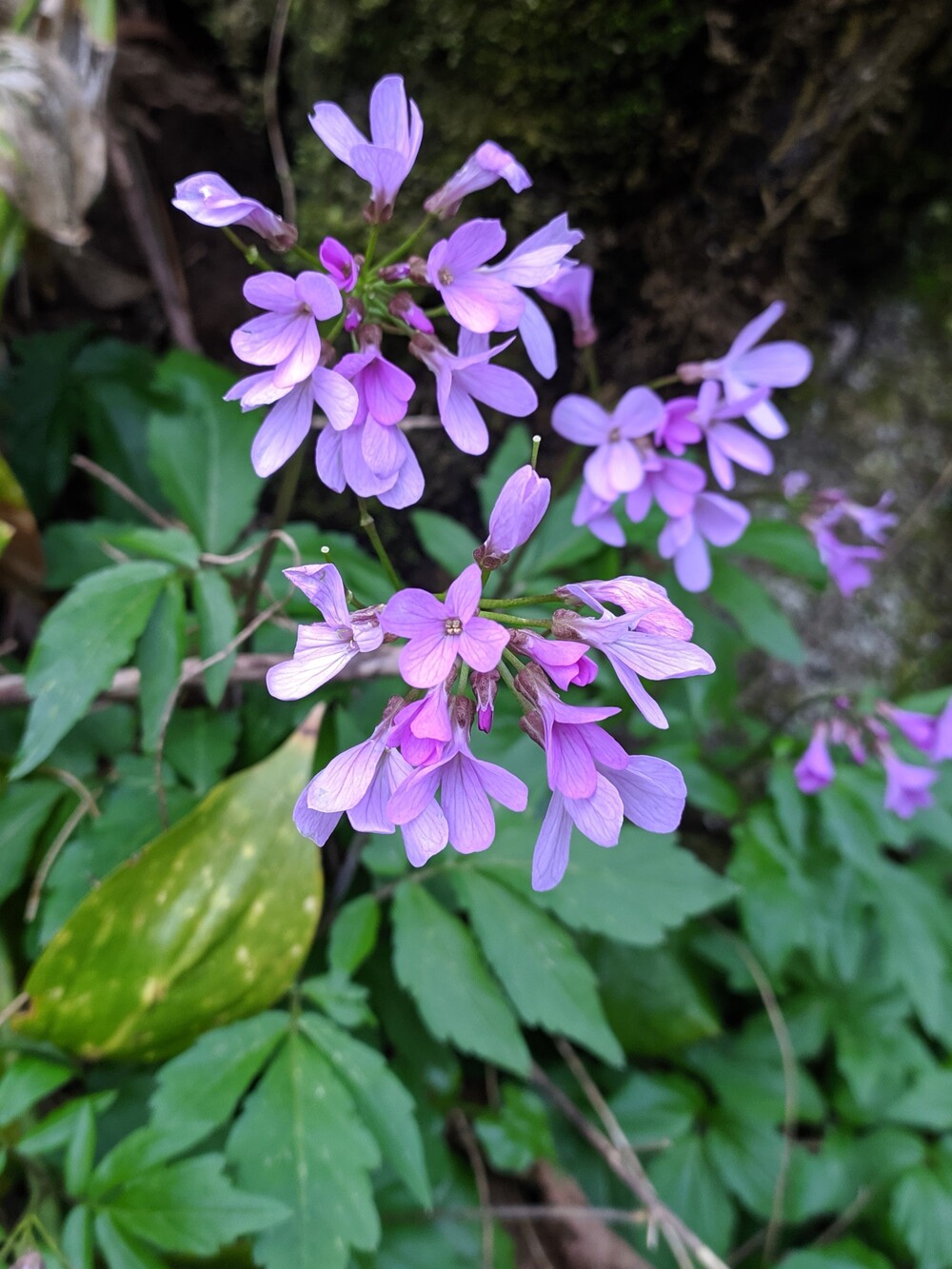 Изображение особи Cardamine quinquefolia.