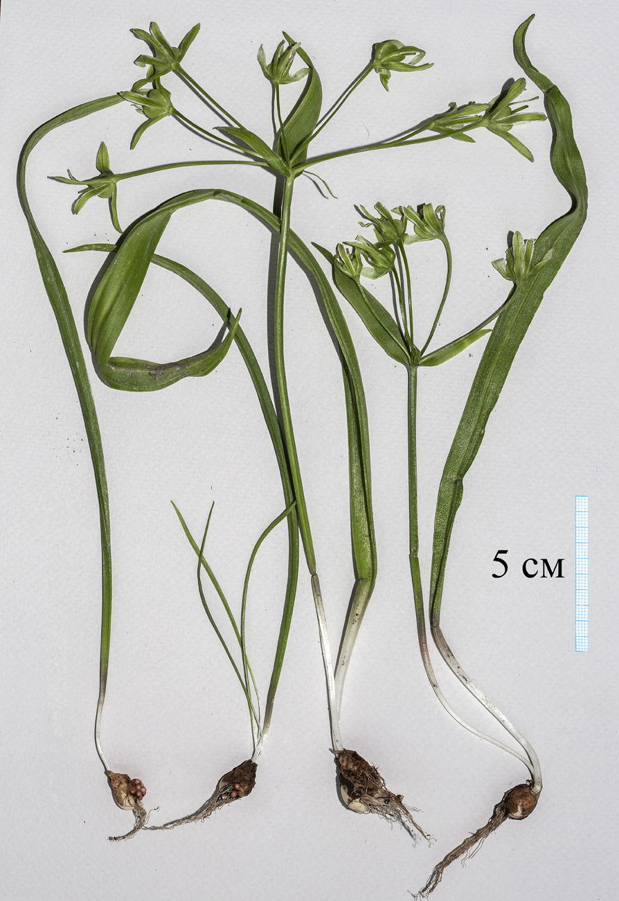 Изображение особи Gagea lutea.
