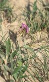 Astragalus kelleri