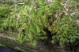Huperzia selago