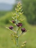 Veratrum maackii